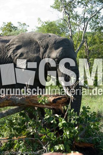 Afrikanischer Elefant (67 von 131).jpg